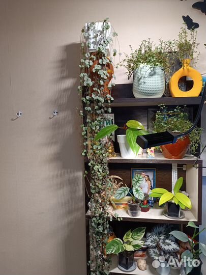 Циропегия Вуда Вариегатная и простая