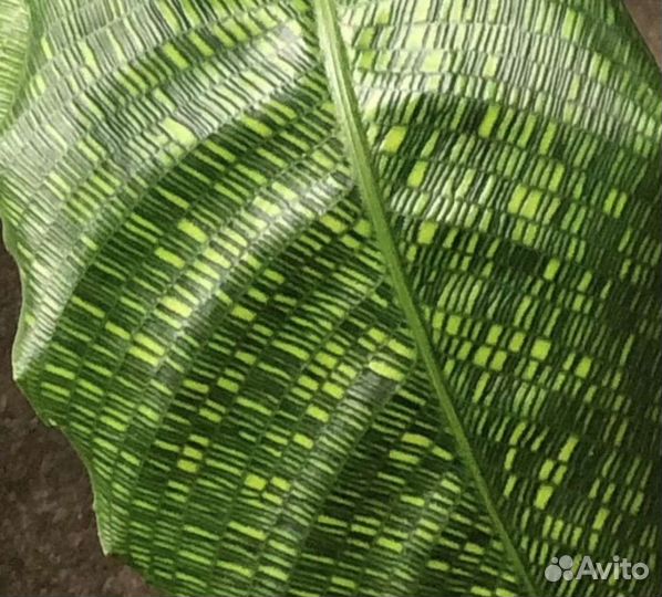 Калатея нетворк