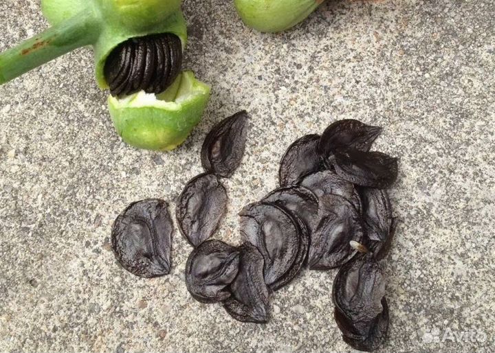 Гиппеаструм и Перец Шу