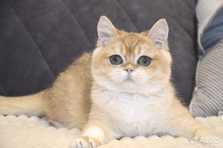 Котик Фаер. Яркий малыш