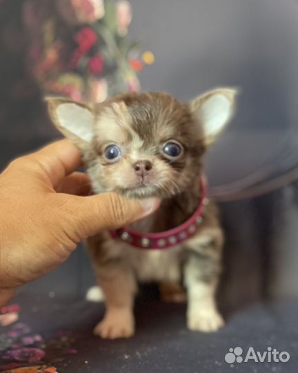 Чихуахуа, мини принцесса