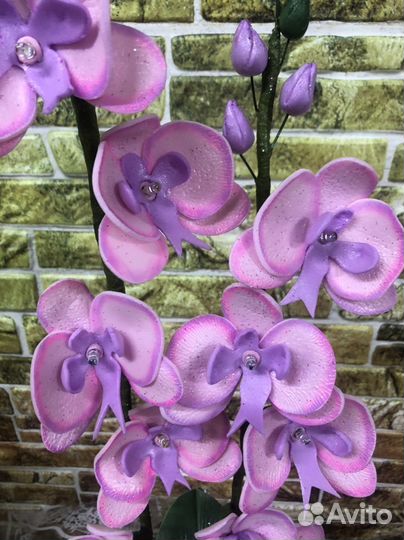 Орхидея фаленопсис