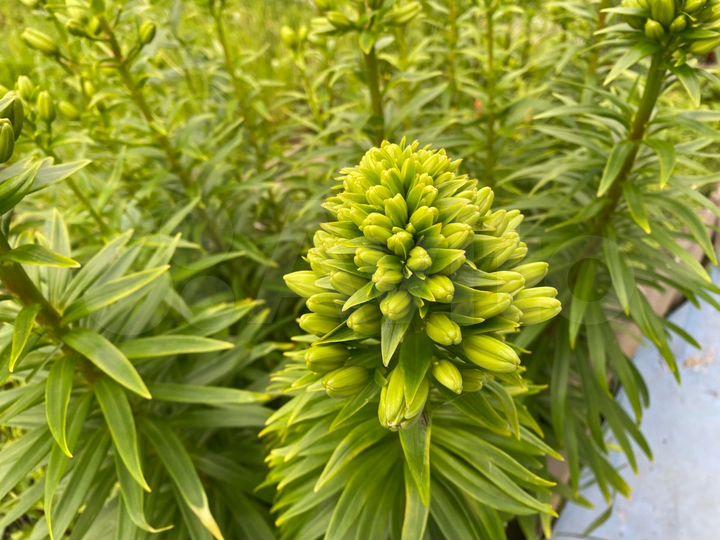 Дача 30 м² на участке 7 сот.