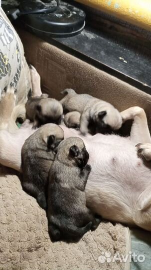 Щенки мопса