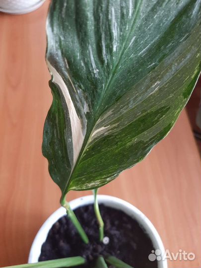 Спатифиллум Джемени вариегатный