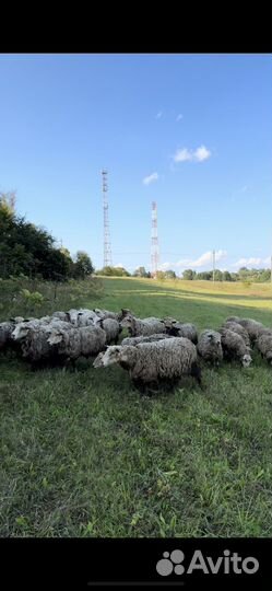 Овцы бараны ягнята