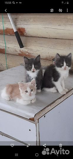 Отдам котят в добрые руки