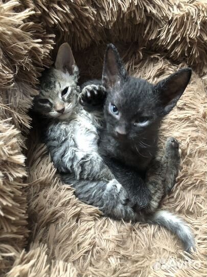 Донской сфинкс браш и флок котята