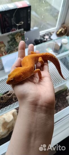 Эублефар с террариумом комплект