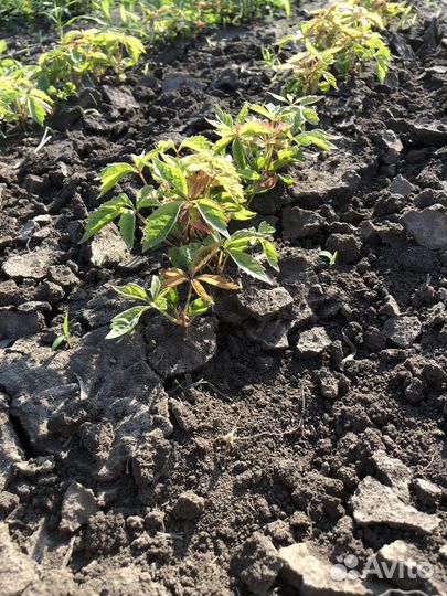 Сеянцы декоративных растений