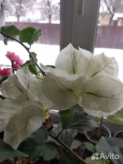 Бугенвиллия