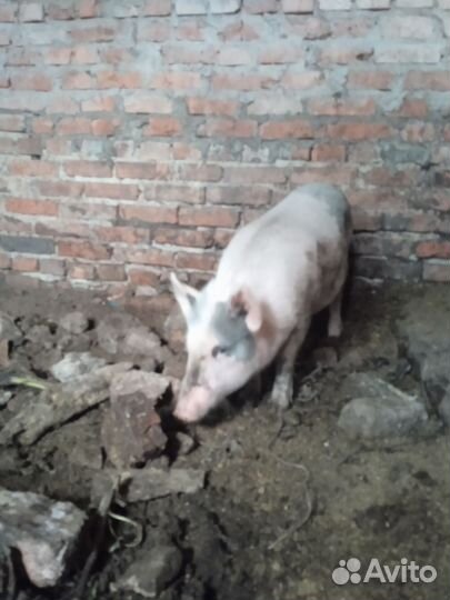 Свиноматка.; Поросенок