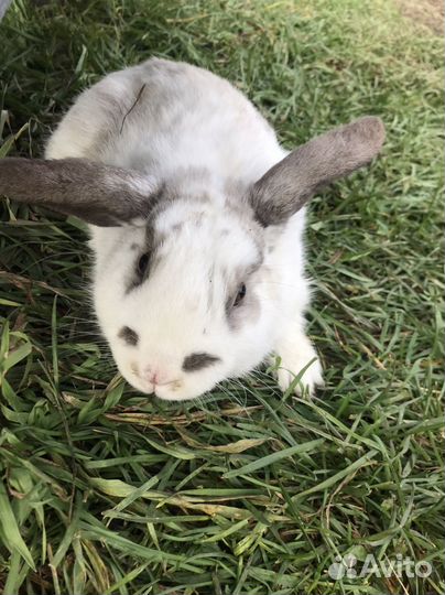Декоративные кролики вислоухие