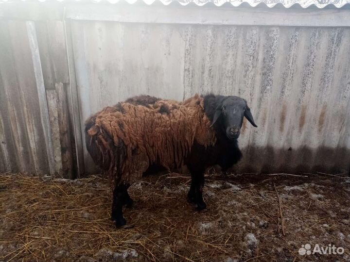 Курдючные овцы ярки ярочки
