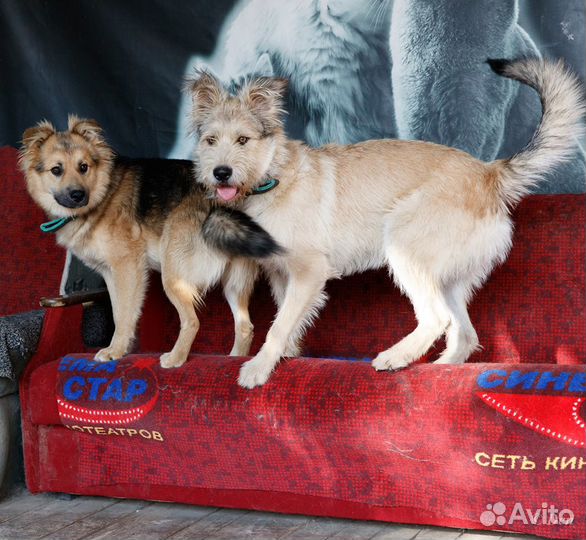 Отдаю молоденького песика Белла в добрые руки