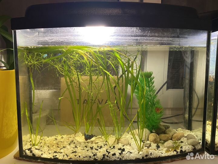 Аквариум