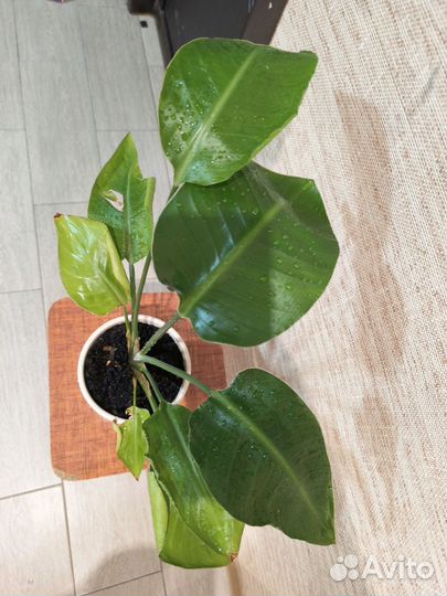 Стрелиция николая