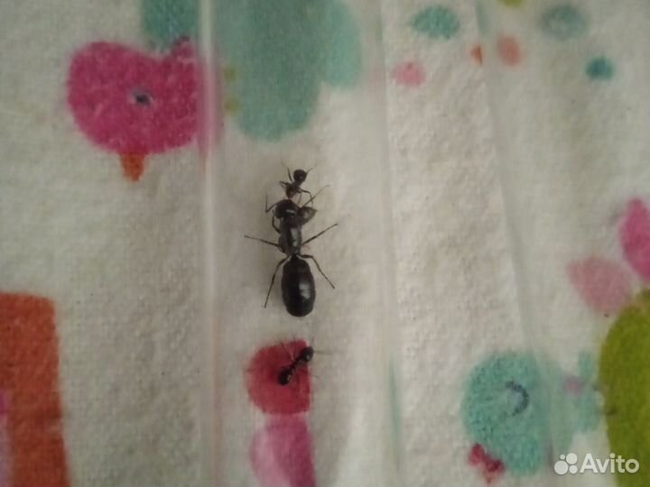 Муравьи-camponotus ethiopsis,и другие