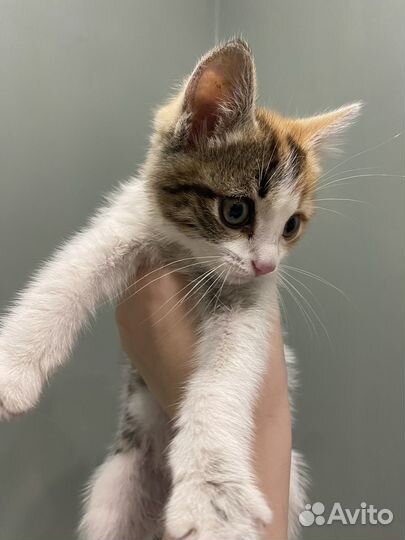 Котенок девочка бесплатно