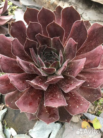 Молодило,Очитки