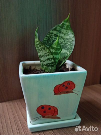 Сансевиерия