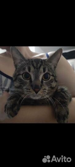 Кот ищет Кошку для вязки Мурино