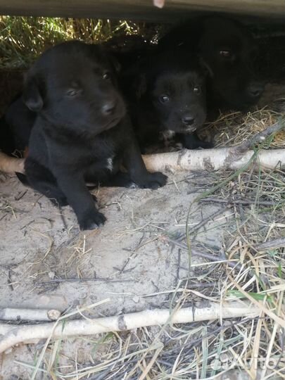 Собака в добрые руки отдам бесплатно