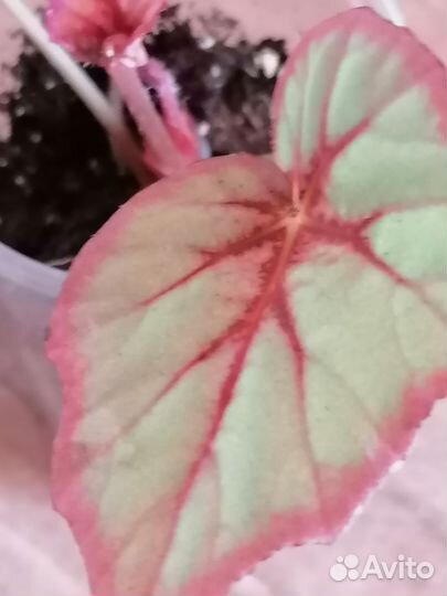 Бегония декоративно лиственная