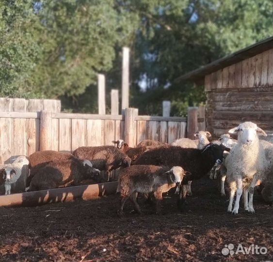 Овцы бараны