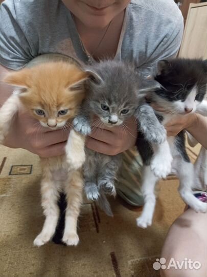 Котята в добрые руки