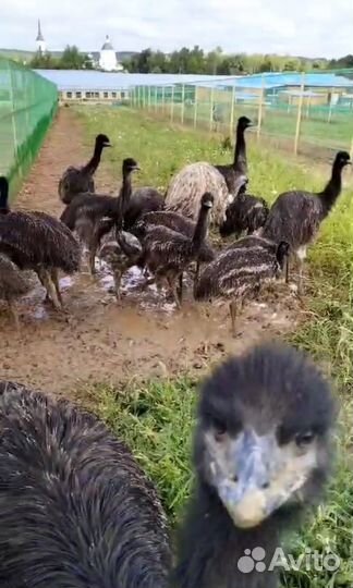 Яйцо страуса, страусята,страусы