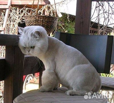 Стрижка собак, кошек и кроликов без наркоза