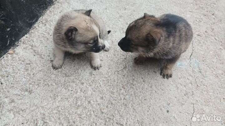 Щенки