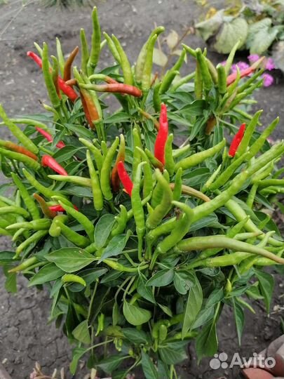 Семена перца Медуза Горгона, Красный колокольчик