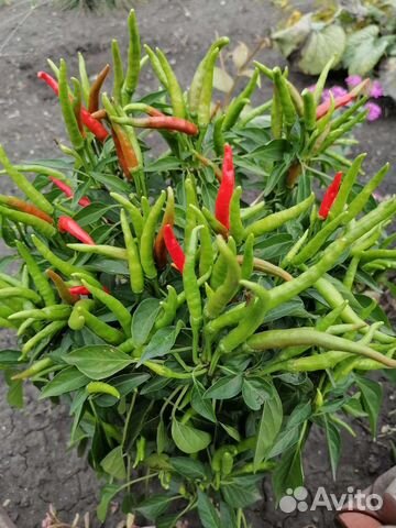 Семена перца Медуза Горгона, Красный колокольчик