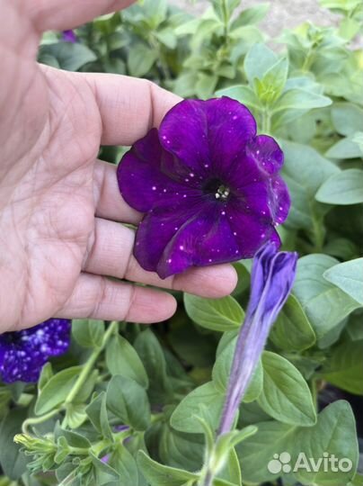 Рассада петунии