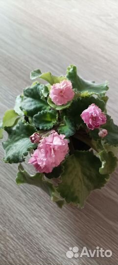 Фиалка детки