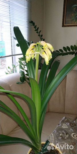 Кливия Гардена жёлтая