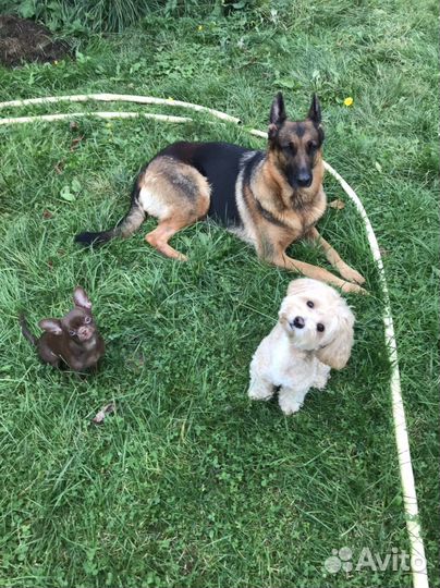 Дрессировка собак