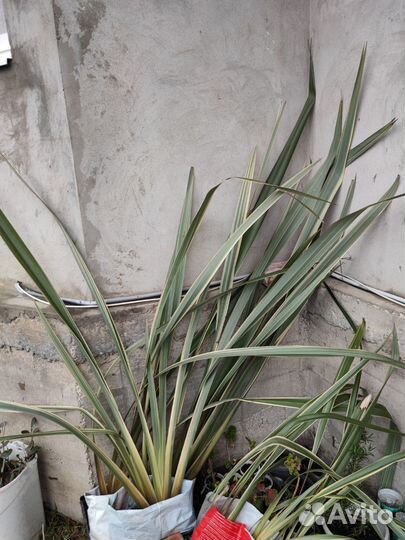 Лен Новозеландский