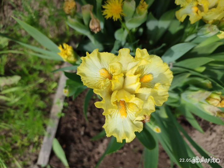 Ирис карликовый