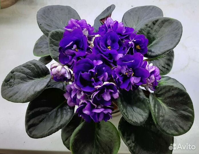 Фиалки сортовые стартеры, ук.листы и на срез