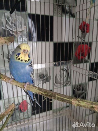 Волнистый попугай Самка Чех