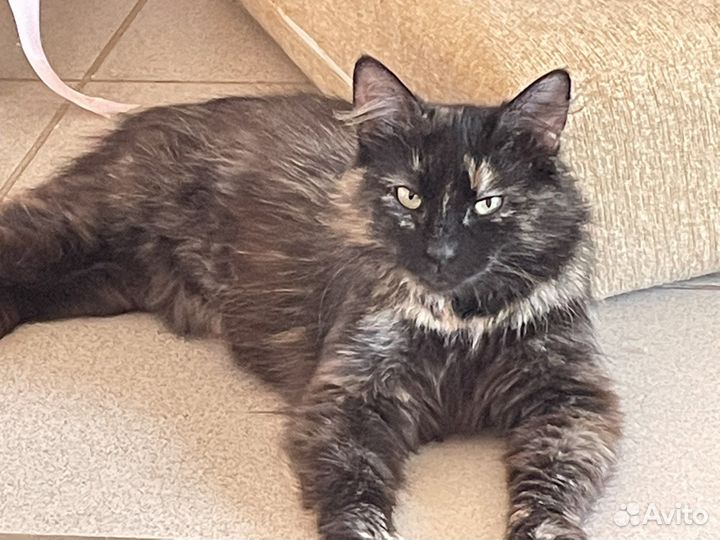Кошка