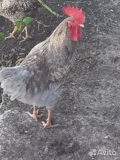 Куры петухи