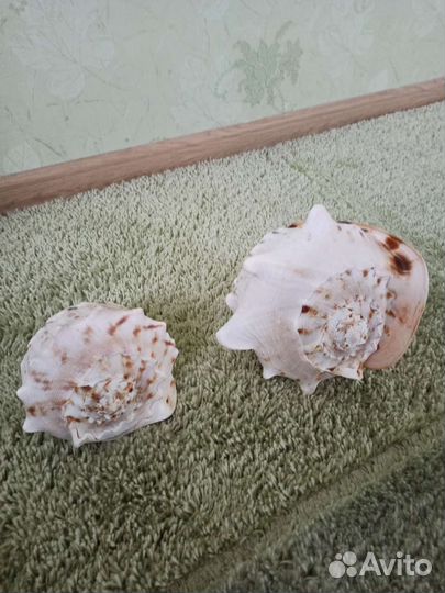 Морские ракушки раковины