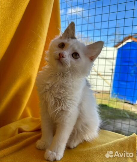 Милаш Каспер