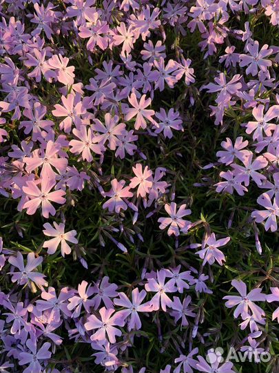 Флокс шиловидный, арабис, каменная роза