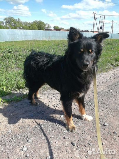 Очень классный молодой пёс ищет дом в добрые руки