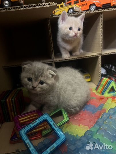 Шотландская